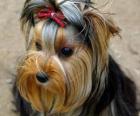 Йоркширский терьер маленькая собака разработана в девятнадцатом веке в провинции Йоркшир, Англия